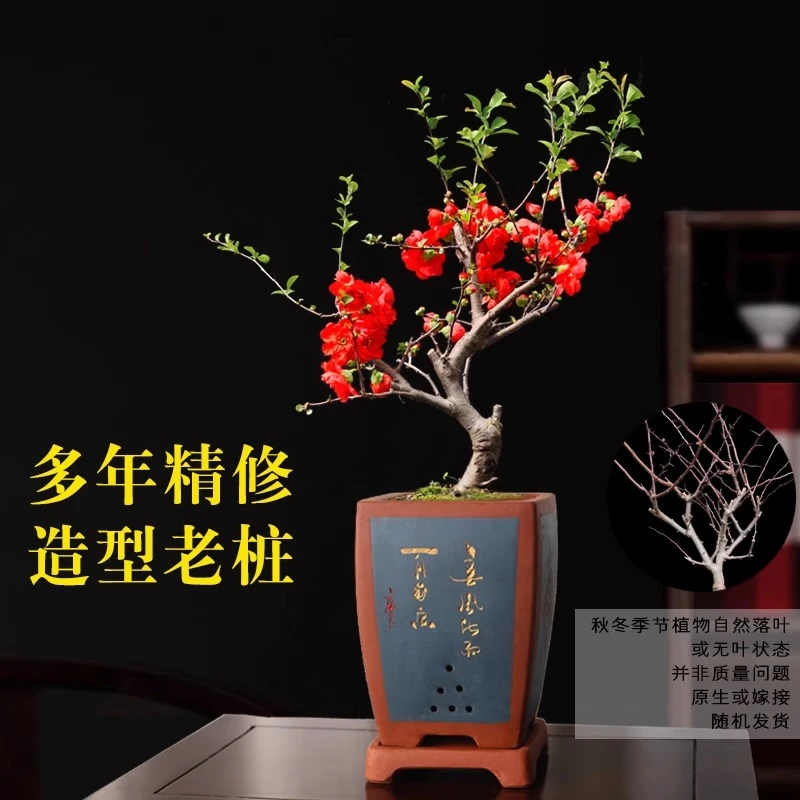 长寿冠海棠花盆栽老桩盆景重瓣花卉耐寒植物红海棠好养易活绿植