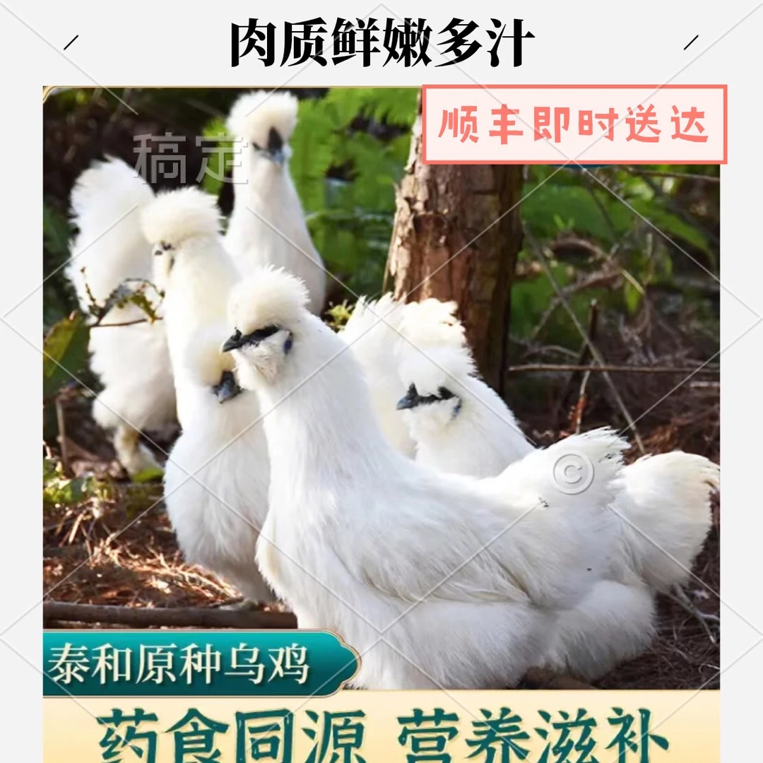 原种泰和乌鸡肉质紧实汤鲜味美整个顺丰包邮