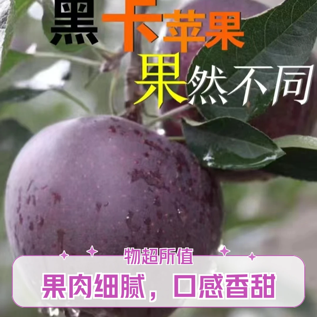 黑卡苹果树苗【盆栽地栽】