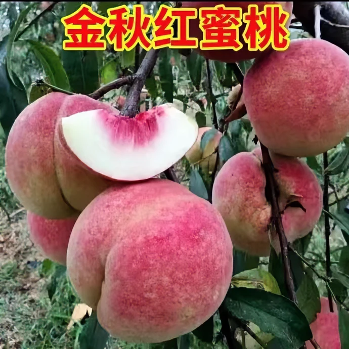 金秋密桃树苗【盆栽地栽】九月份成熟‘