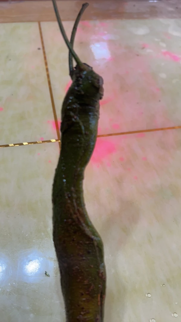 黄金扑树发财树相思树