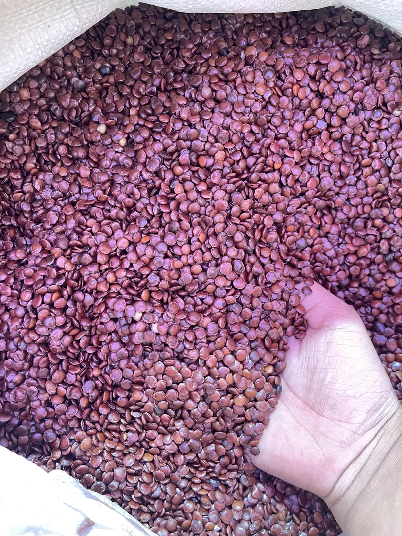 云南土特产≈[酸≈早≈人]非香菇