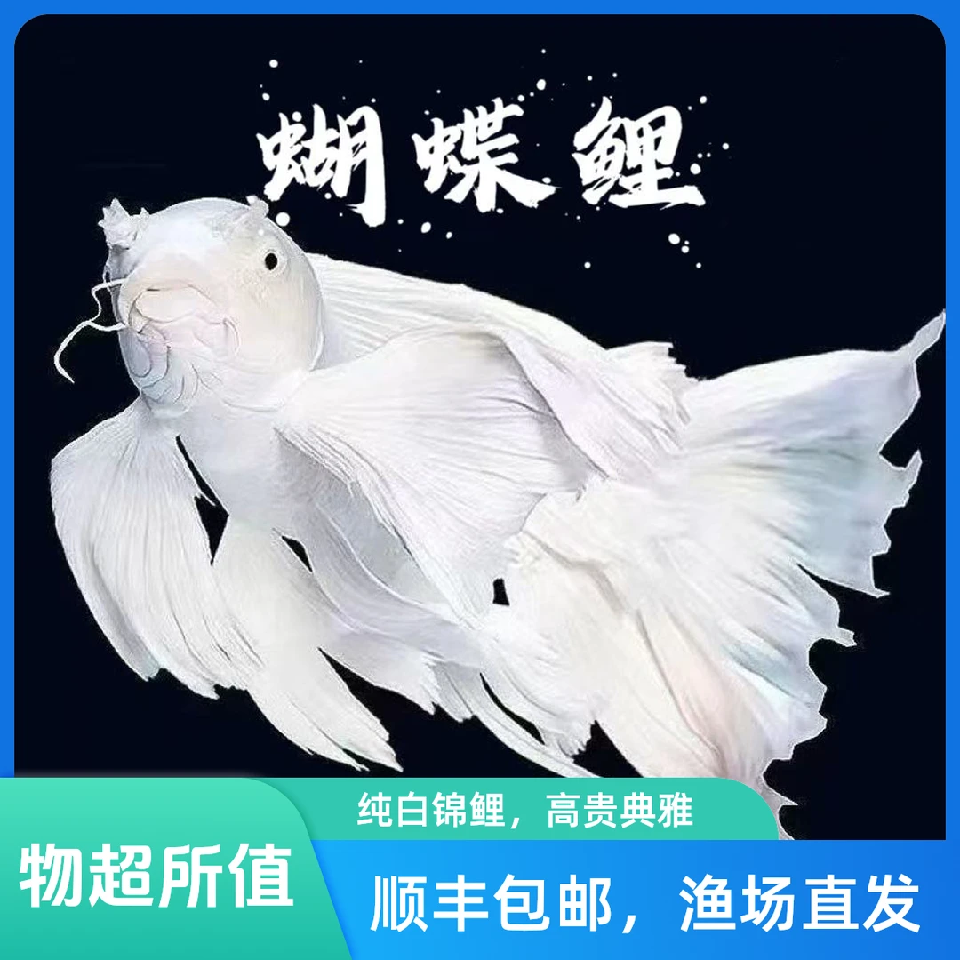 【蝴蝶鲤】活体群游观赏鱼渔场直发