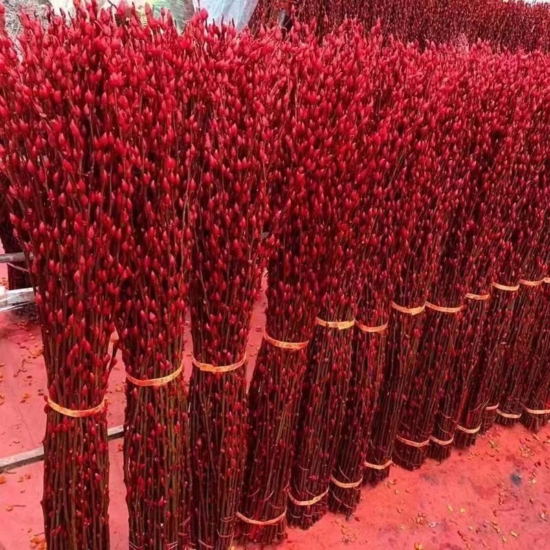 招财银柳真花鲜枝春节年宵花水培植物干花红色客厅摆放花室内装饰