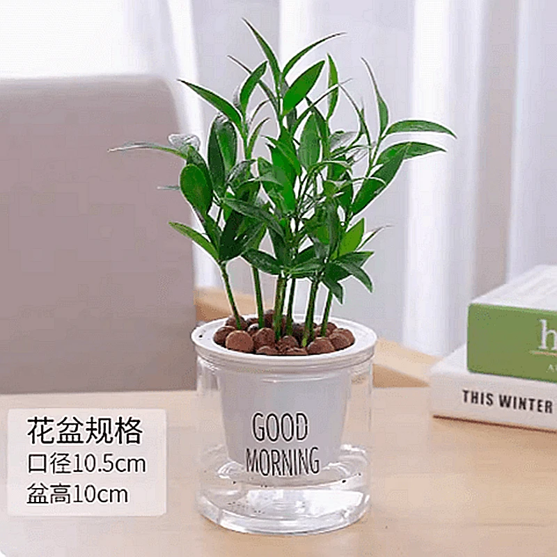 便宜基地直销竹柏盆栽水培竹驱蚊绿植物室内客厅桌面花卉四季常青