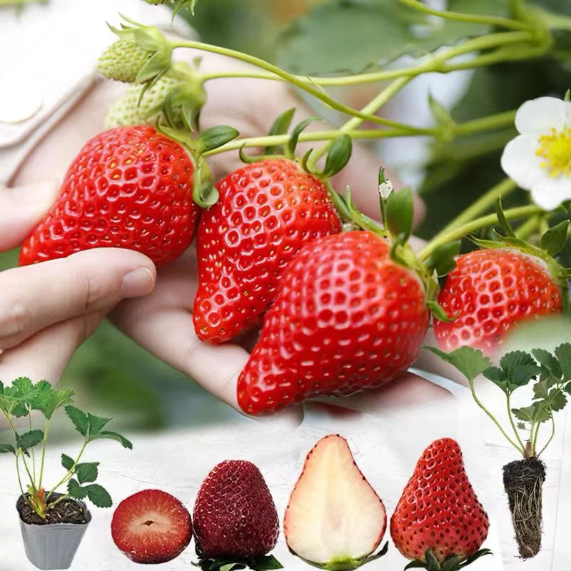 20天开花【5盆包邮】原土草莓苗盆栽黑珍珠天使奶油丹东红颜草莓秧