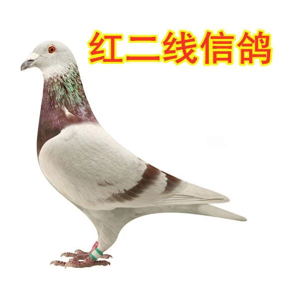 鸽子信鸽种鸽赛鸽血血统鸽宠物活苗牛肉天落鸽