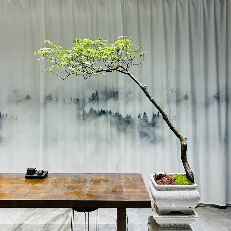 【花香诗艺】海岛石枫美观盆景高185冠140茶室室内绿植花卉盆栽
