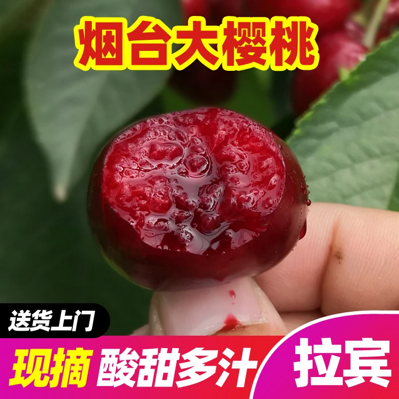 【牟书记助农】3烟台大樱桃山东车厘子2-3斤产地直发新鲜现摘拉宾斯