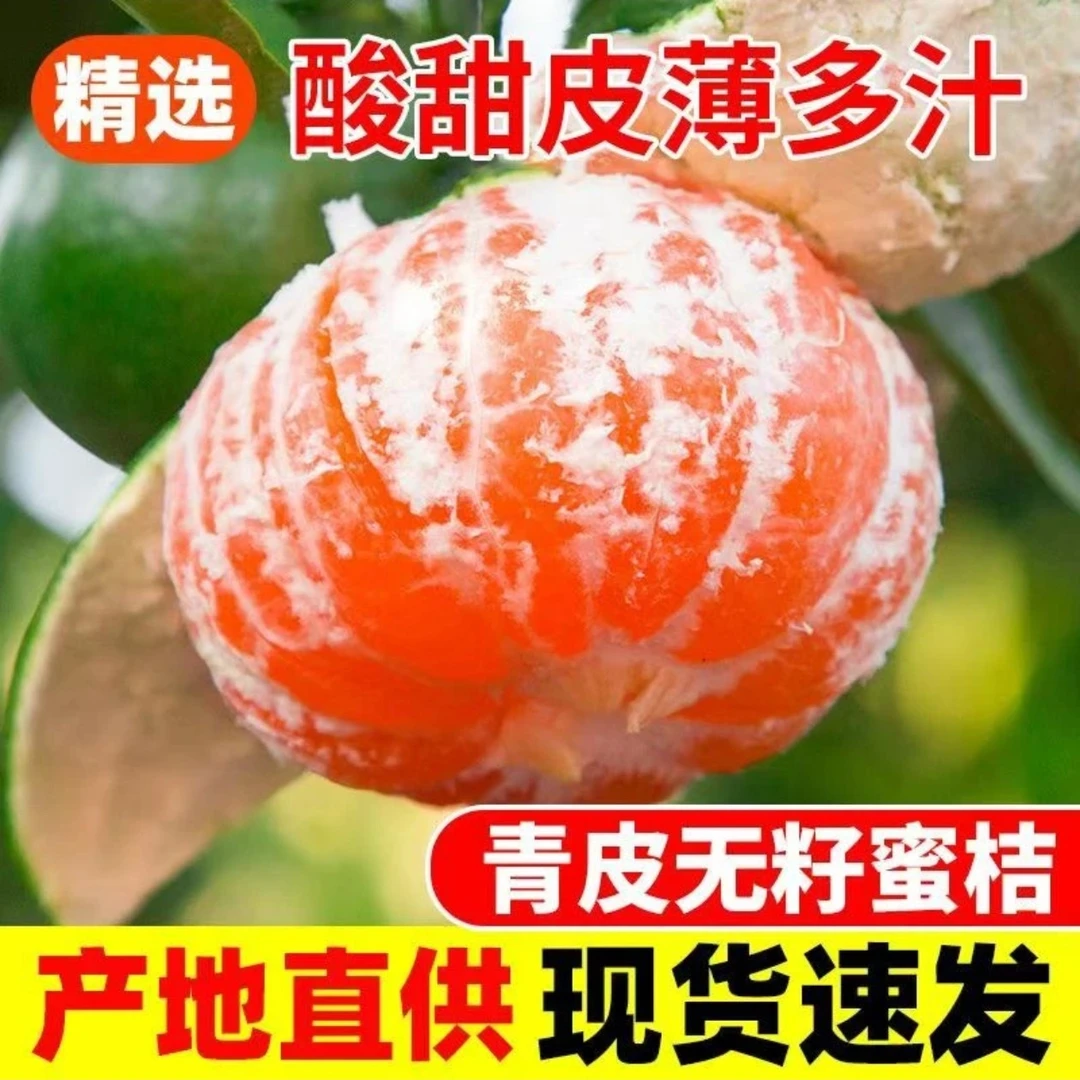 【坏果包赔】四川高山丑皮无籽蜜桔蜜柑 新鲜采摘现摘现发 酸甜爽口