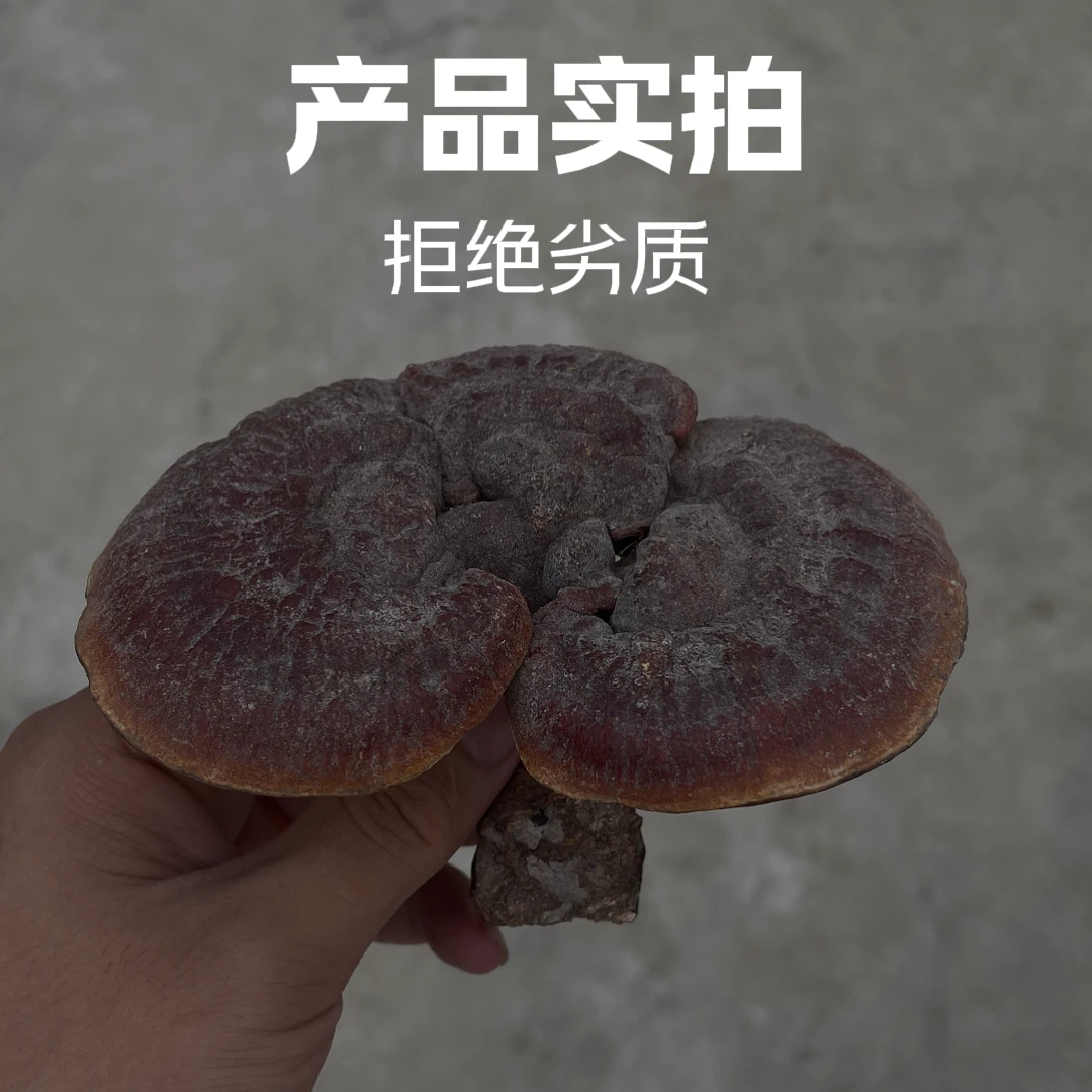「新品上市」灵芝深山自采 滋补