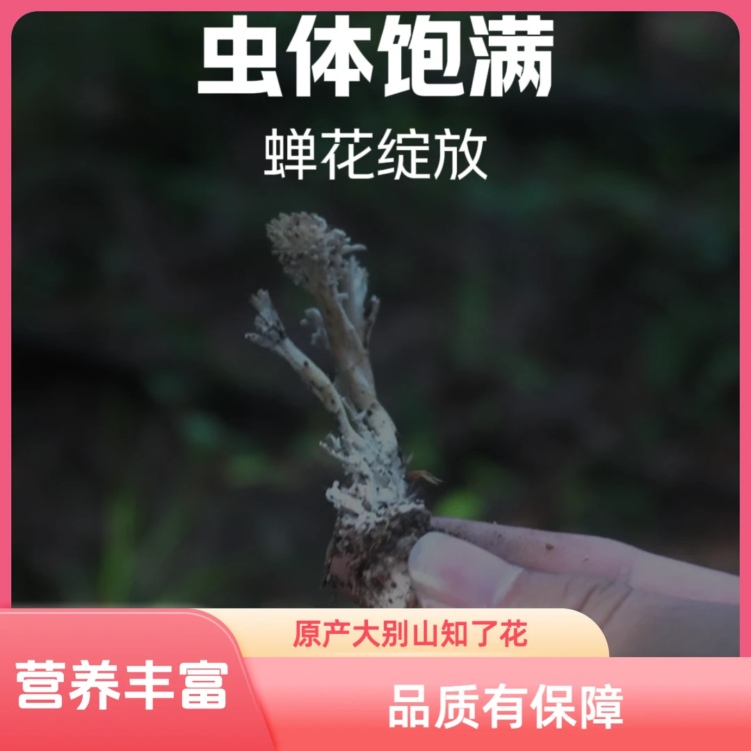 「24年新货」原产大别山知了花20只 30g左右农产品