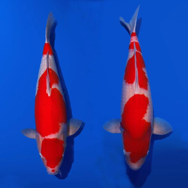 锦鲤直播间纯正血统红白大正昭和白写绯写丹顶锦鲤活体观赏鱼发货