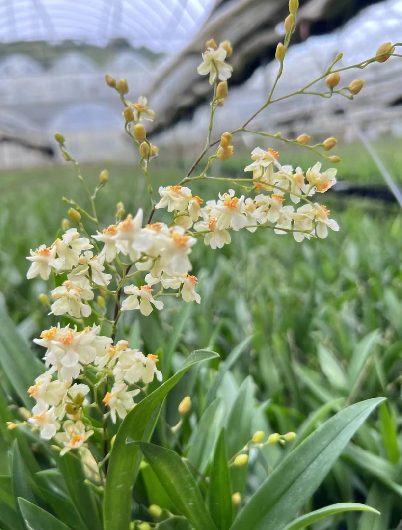 粉丝福利  精品兰花1盆           随机发