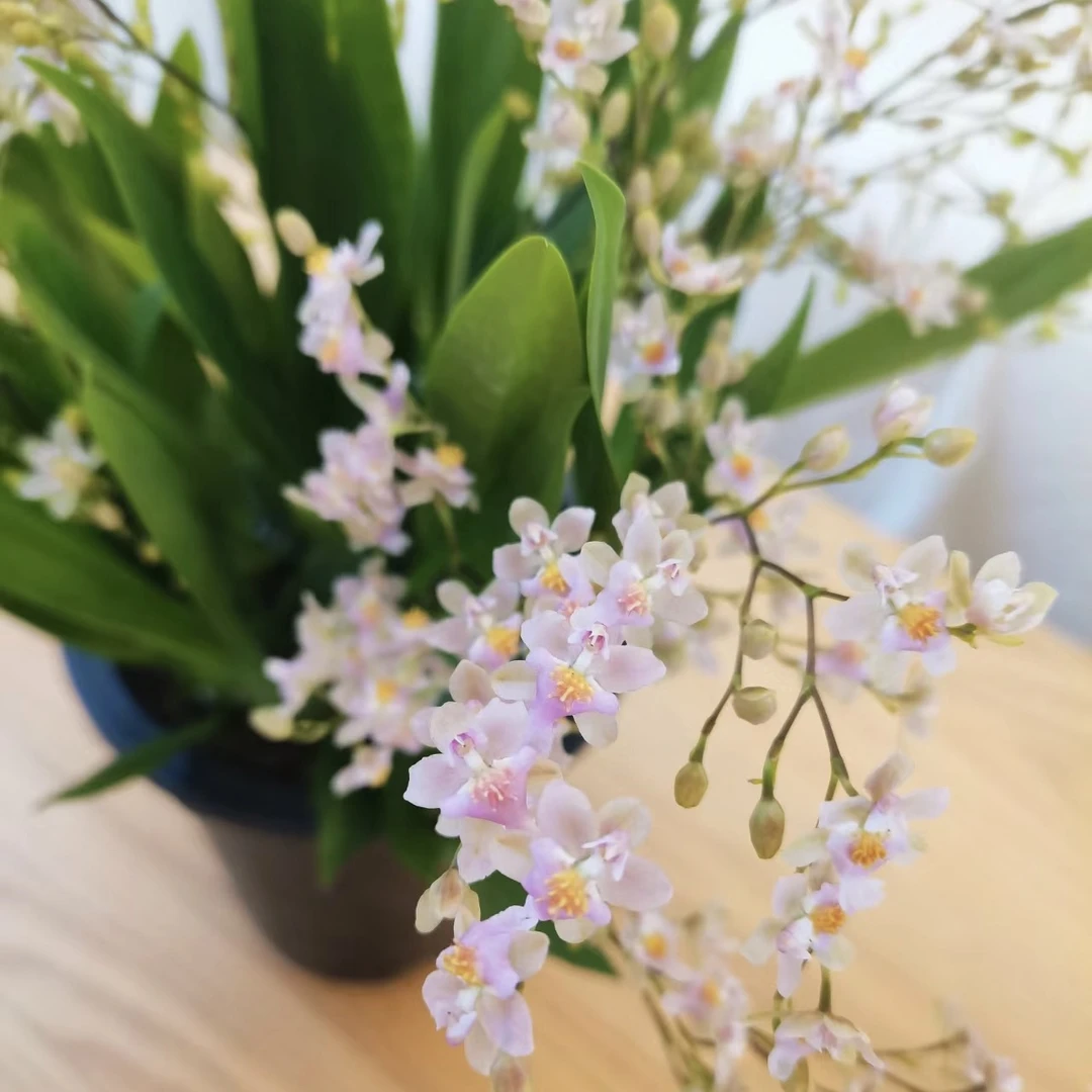 《香槟色》粉丝福利 梦香兰/小巧桌摆花/适合卧室 书房 卧室