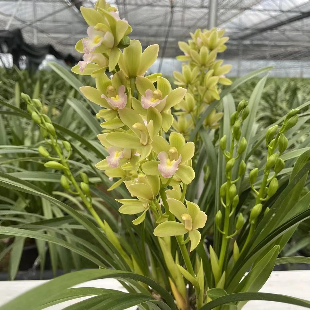 （香水香兰）年宵花/室内/办公室开花成串/养护容易/桌面高端花