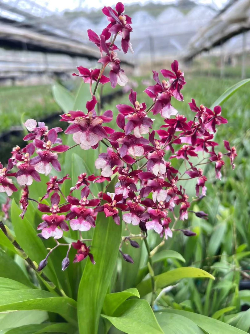 粉色泰国香水  2支花剑  文心兰 盆栽花苞多客厅阳台好养开花香