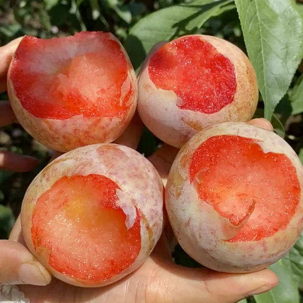 李子树苗恐龙蛋蜂糖盆栽地栽庭院绿植【100天养死包赔】