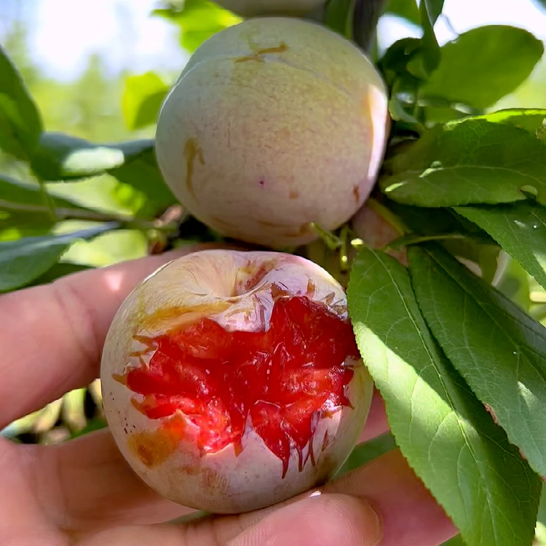 李子树苗盆栽地栽庭院绿植【100天养死包赔】