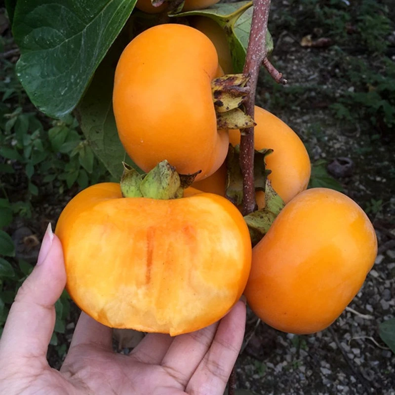 脆甜柿子树苗阳丰次郎太秋火晶盆栽地栽庭院绿植【100天养死包赔】