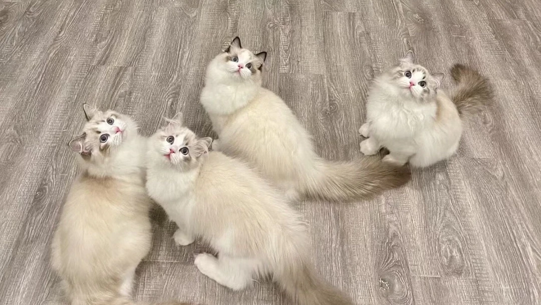 猫咪洗护0-5kg长短毛洗护通用