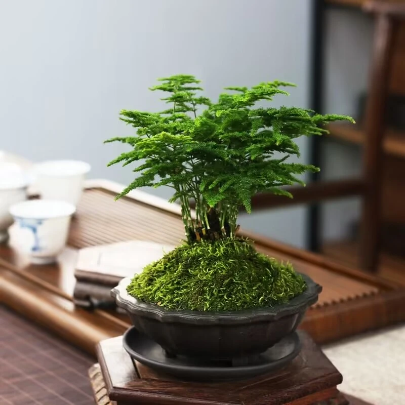 矮化云竹3盆绿植云竹室内高档盆景盆栽云片松矮生密叶云竹耐寒热