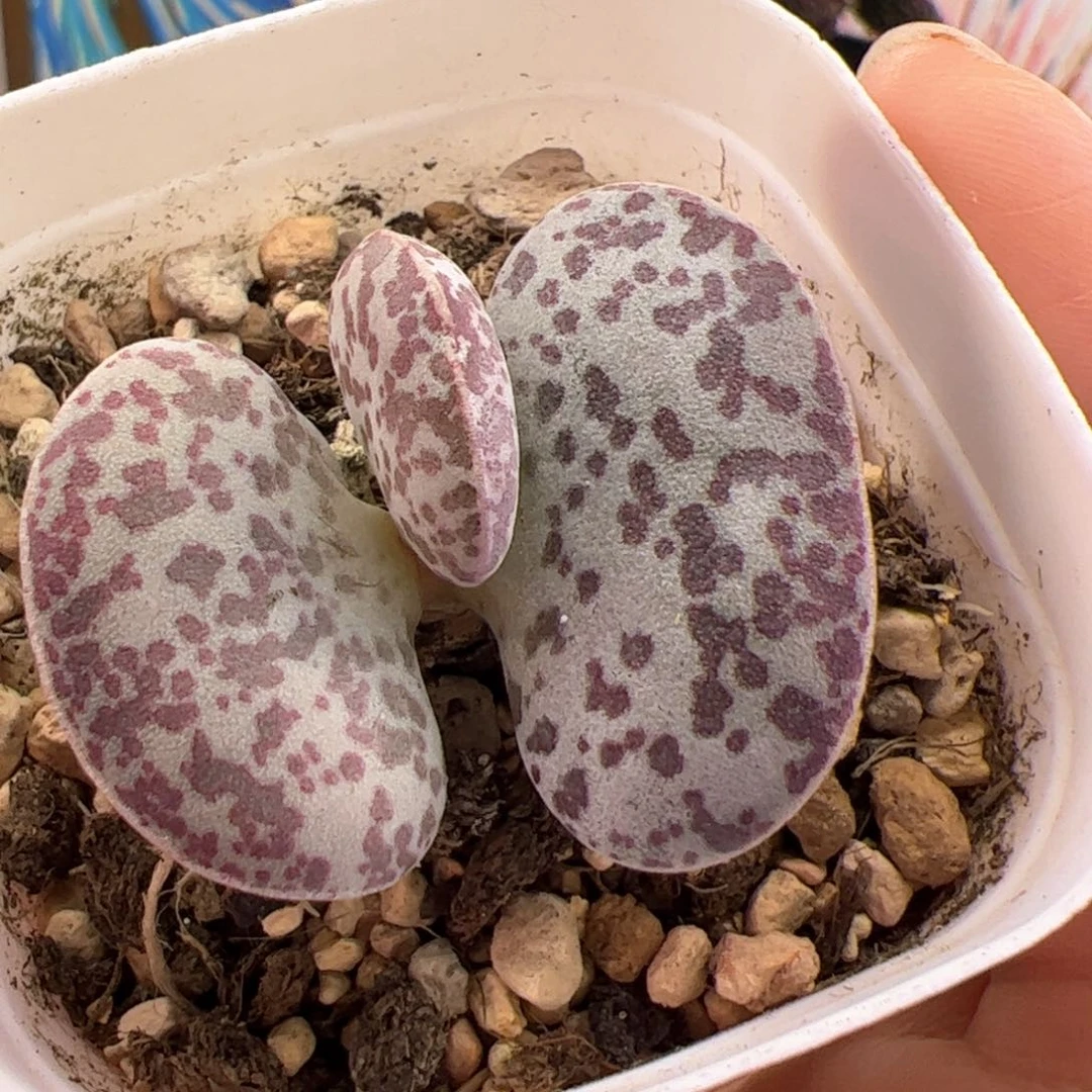 花蛋。