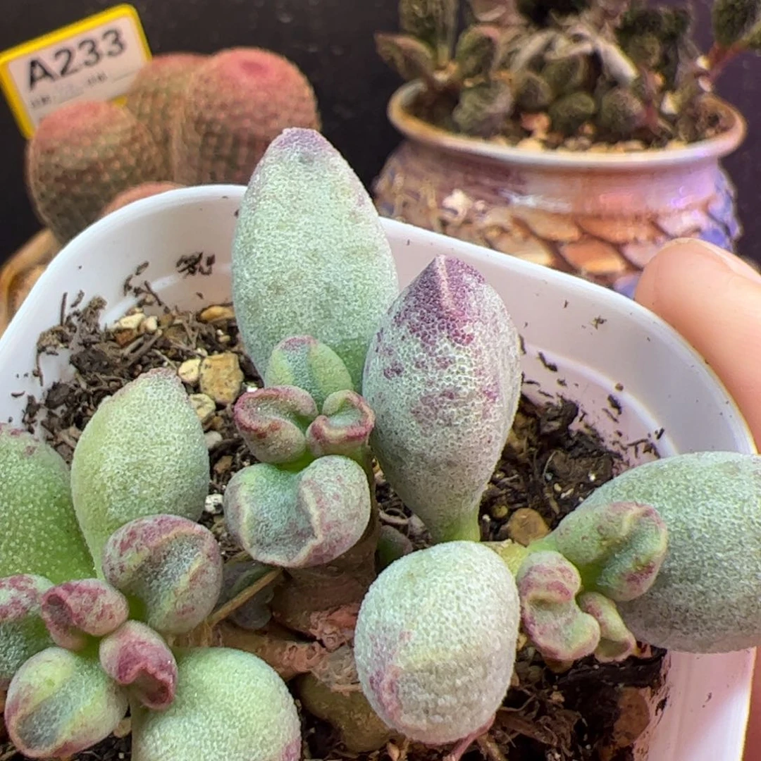 小*6艾薇。