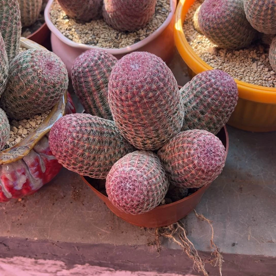 恒**大红太阳。