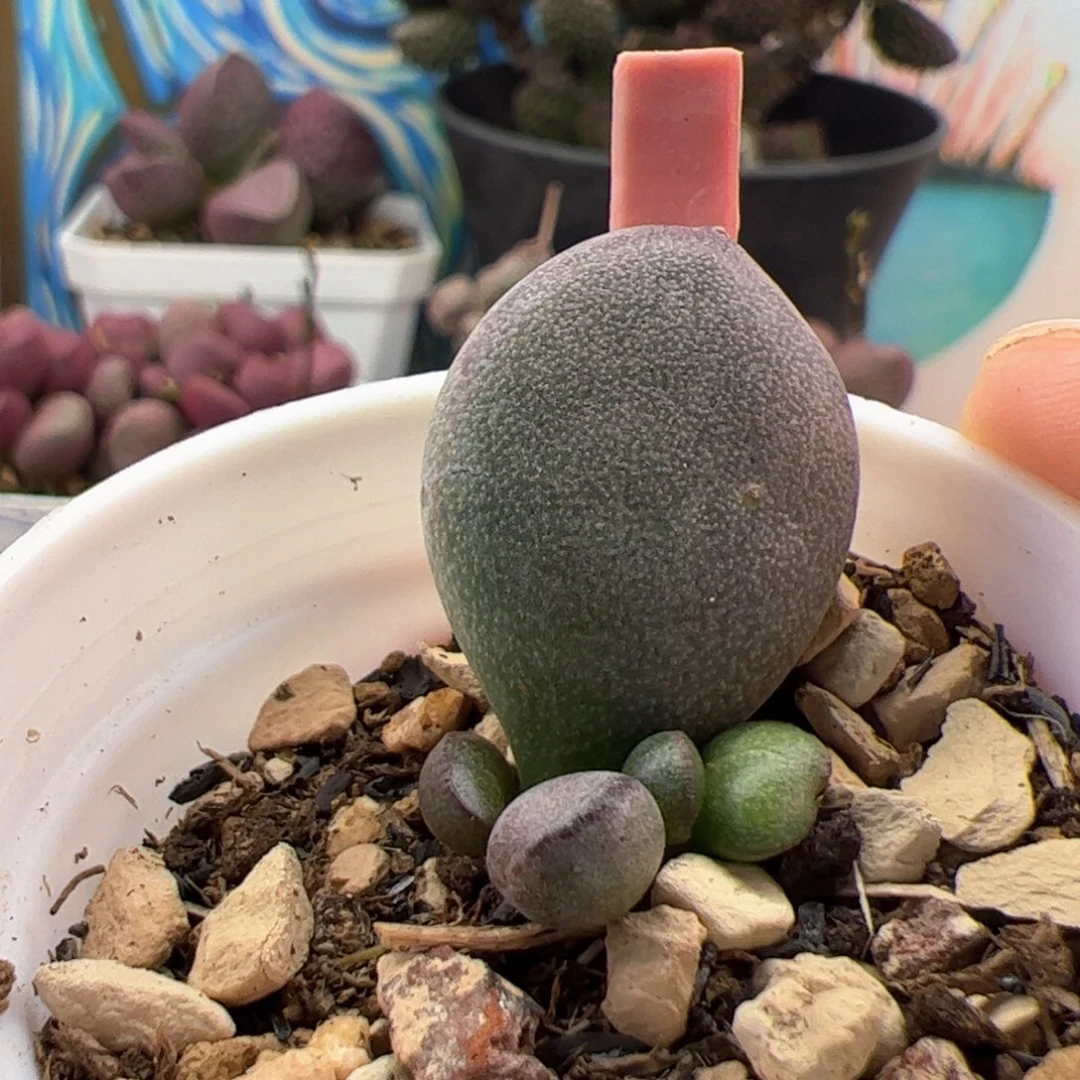 姜**姜球球紫蛋。