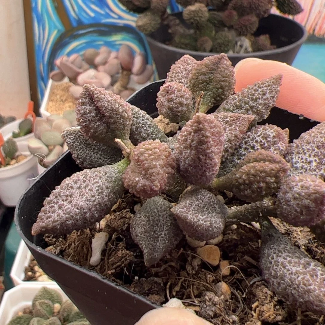 荔枝皮。