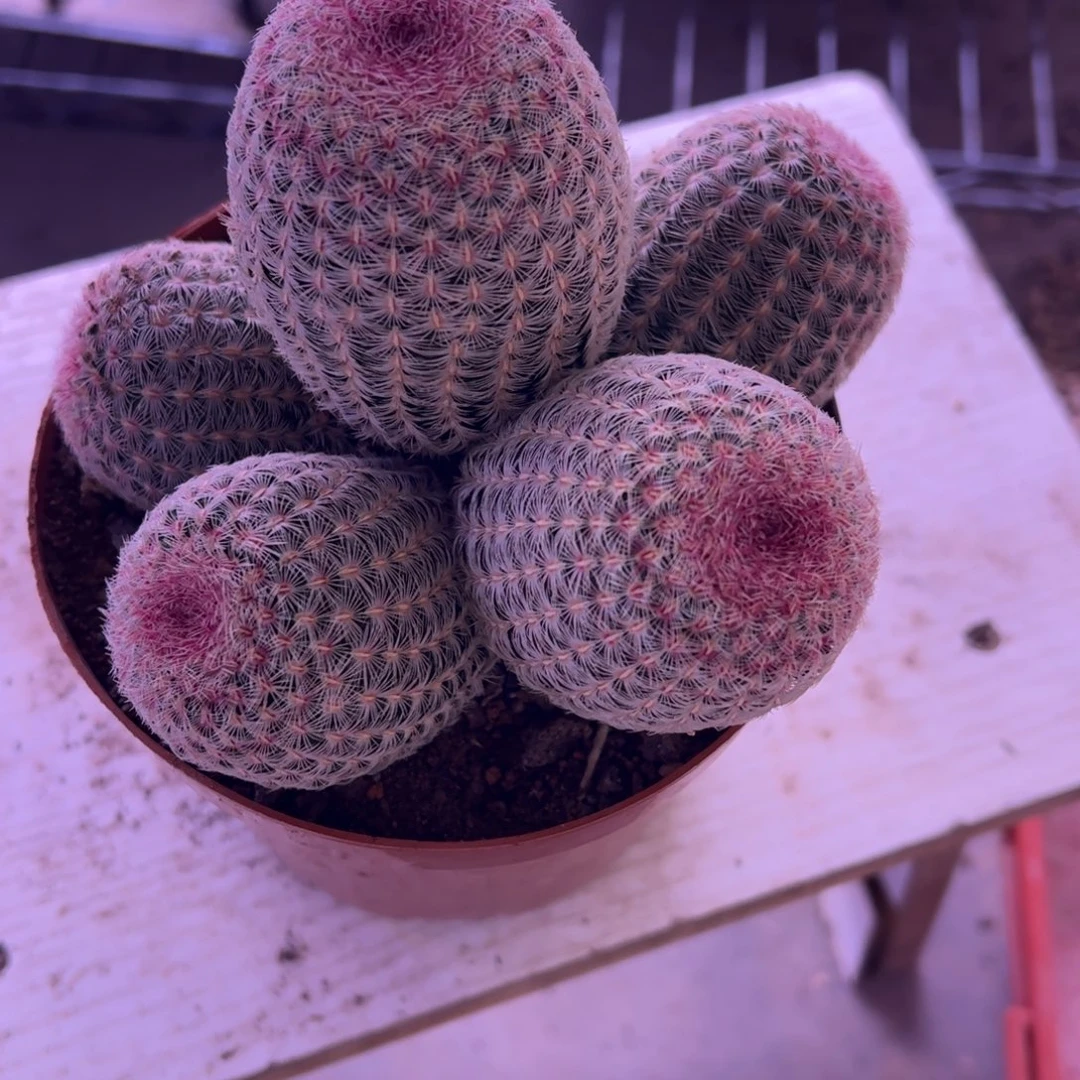 冷*喵         红太阳。