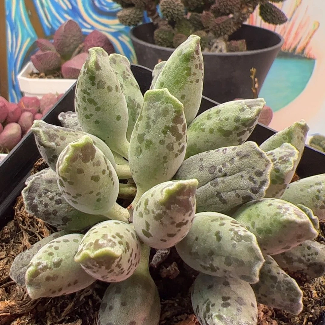 白肌海豹。