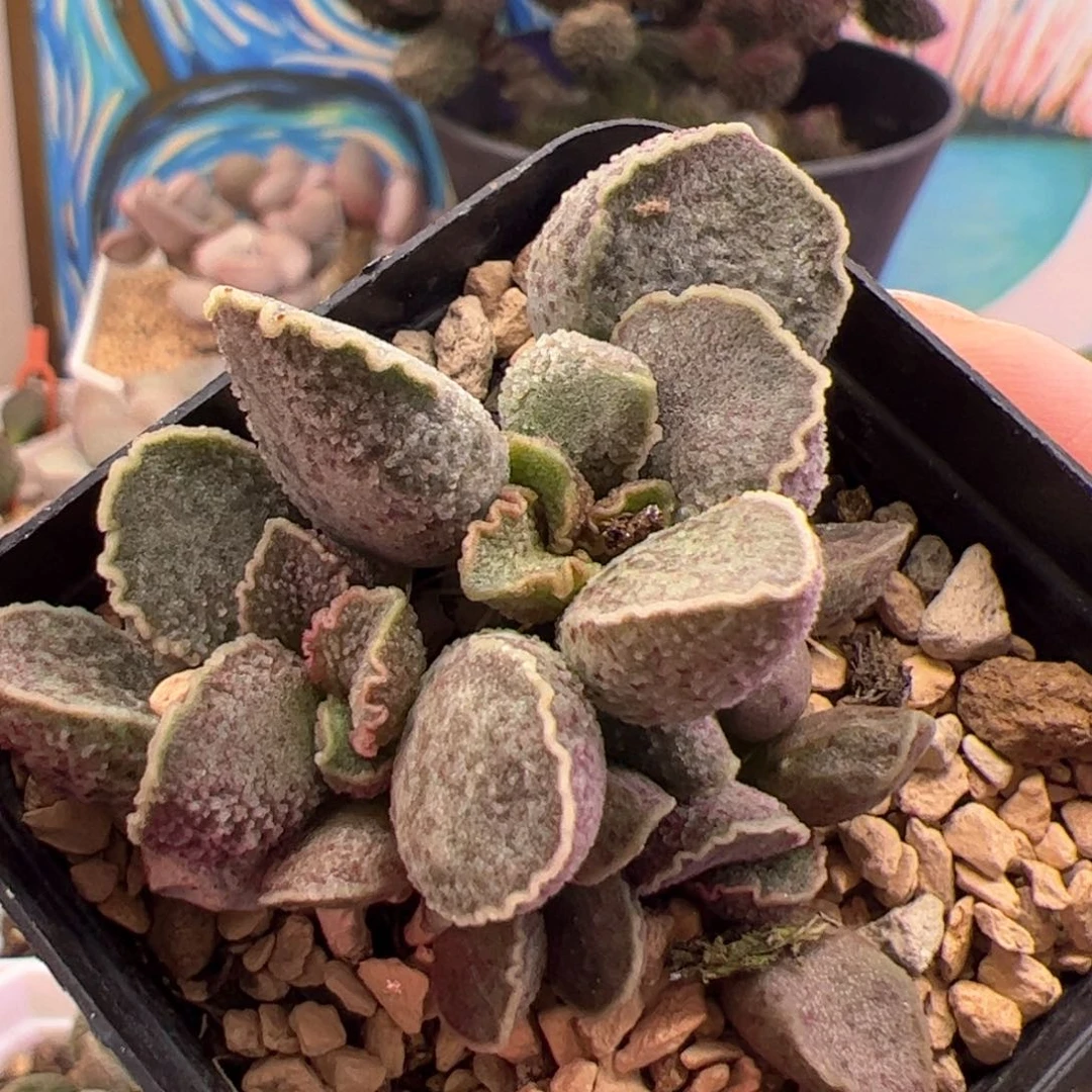 花螺。