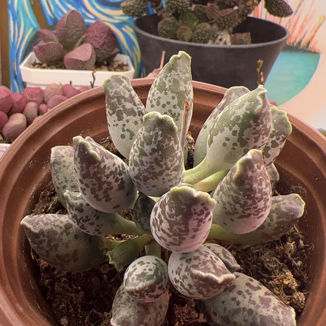 紫肌海豹。