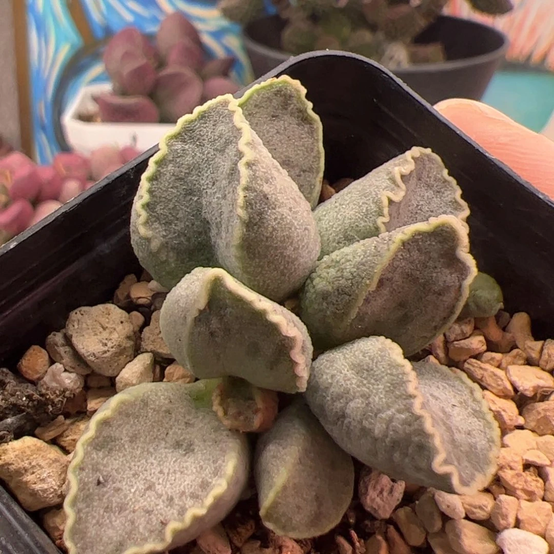 鲍鱼。