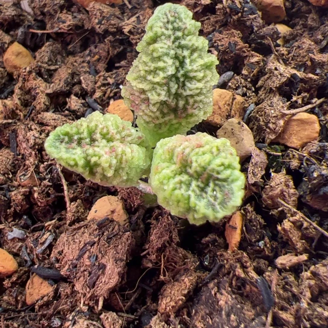 ?****       杂交。