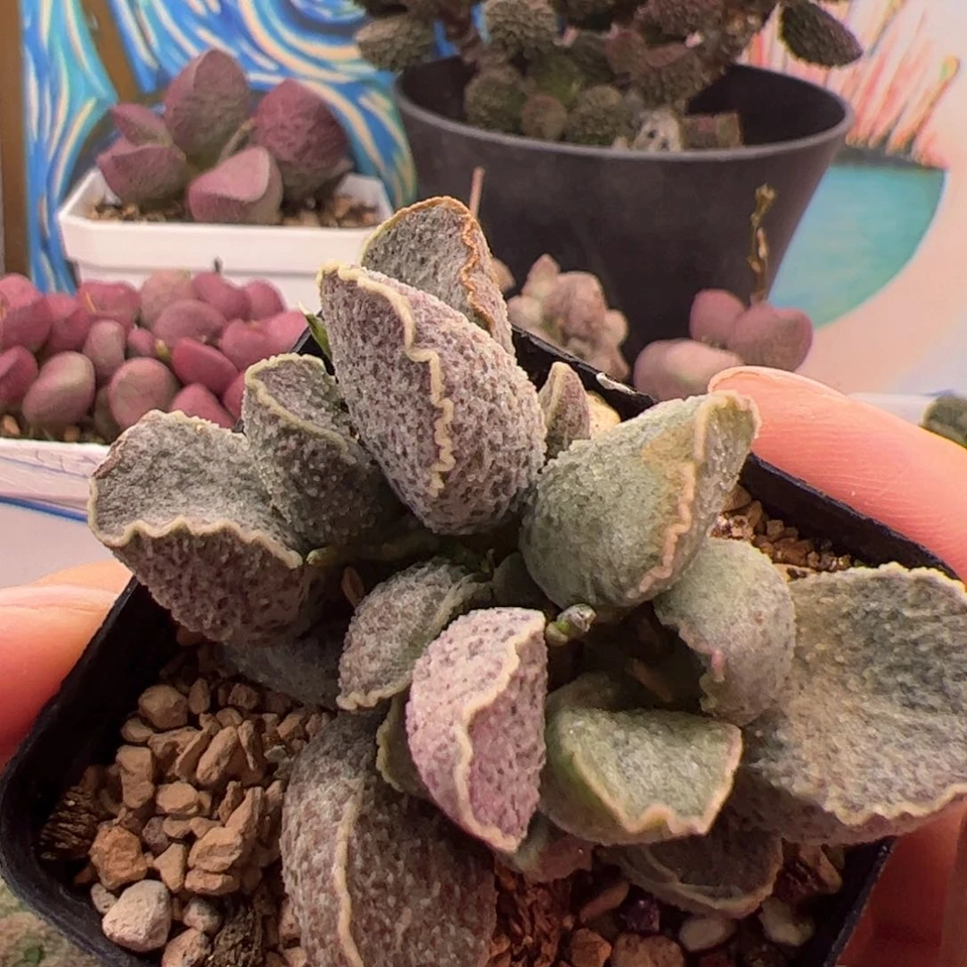 花螺。