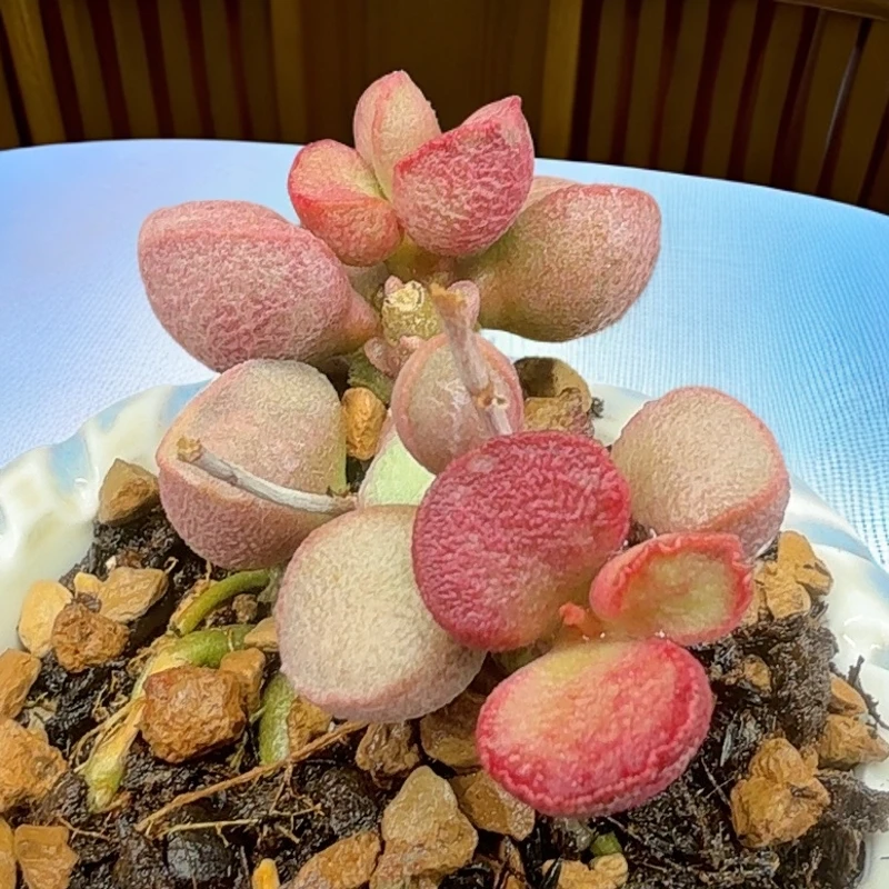 （戴安娜---状态参考)叶插价格，直播间可选