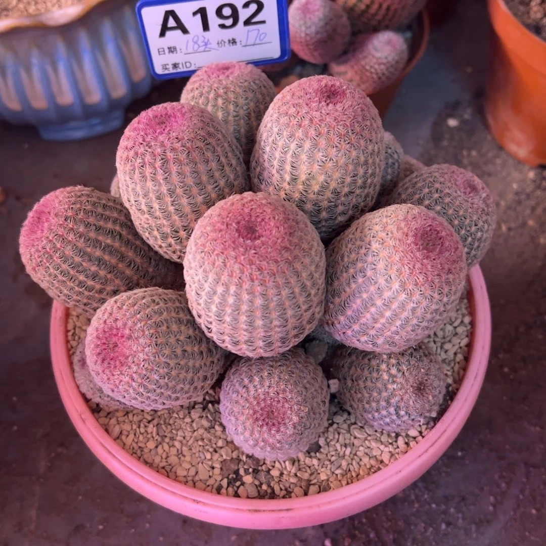 自****花     红太阳。