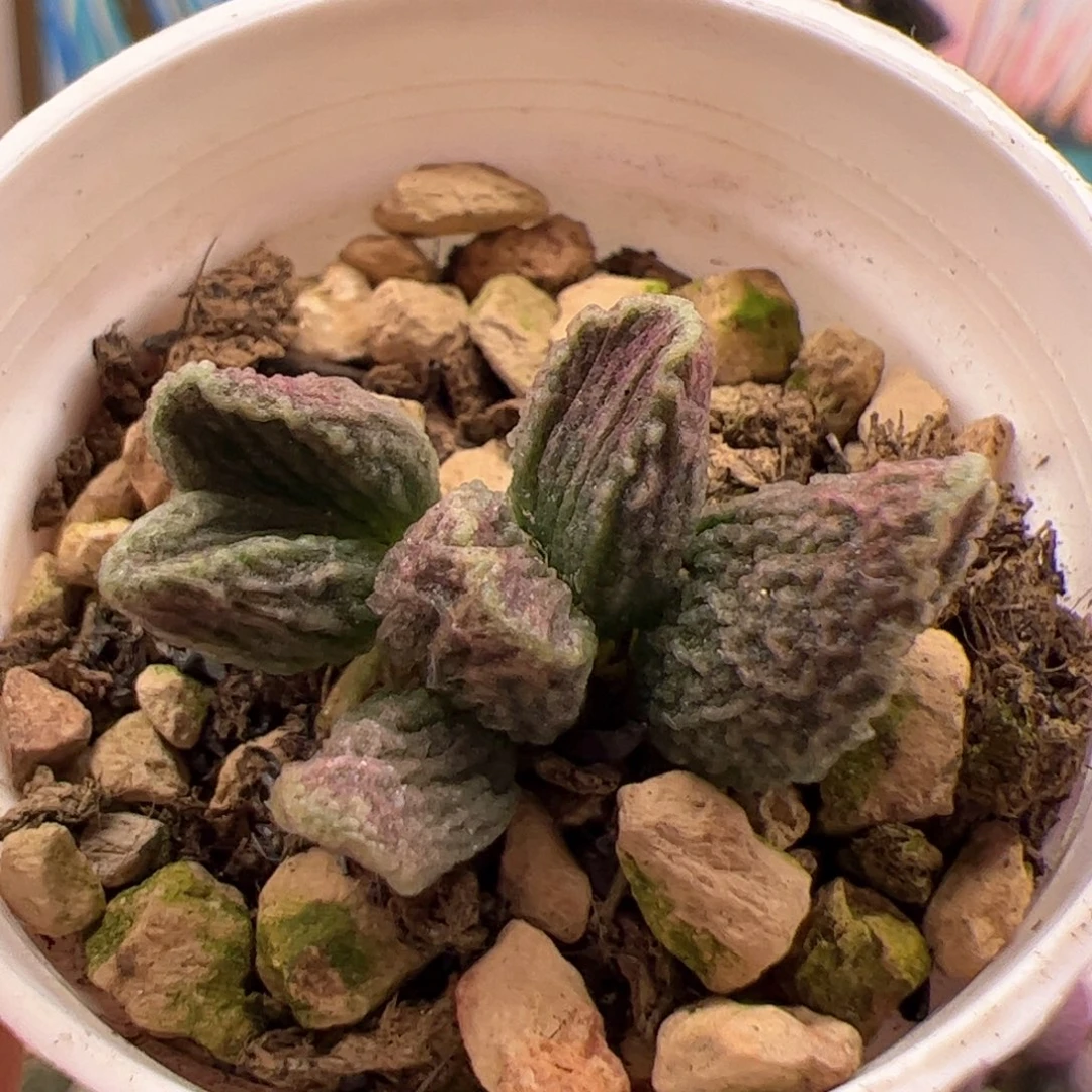 呼**?        杂交。