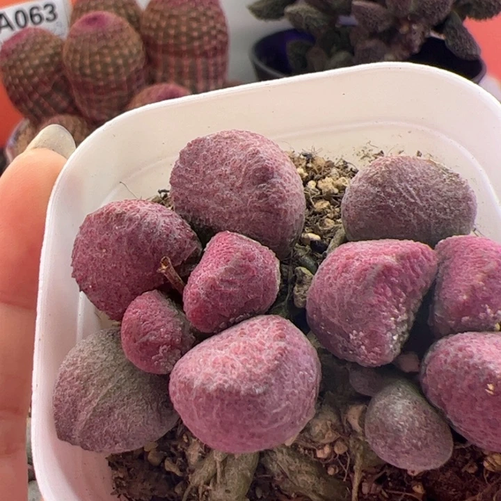 天****飞         夏娃。