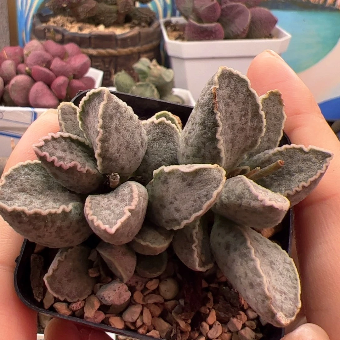 鲍鱼。