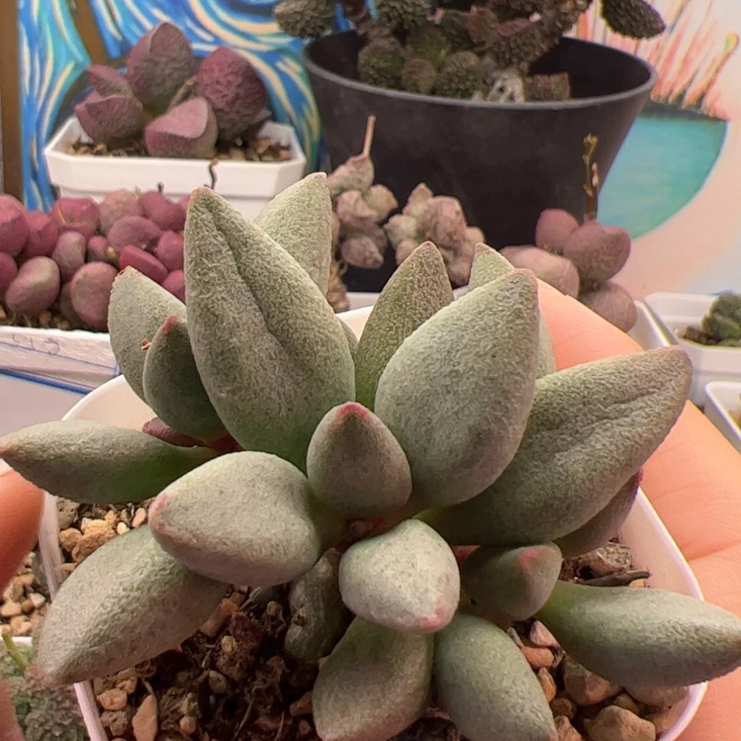 白糖豆。