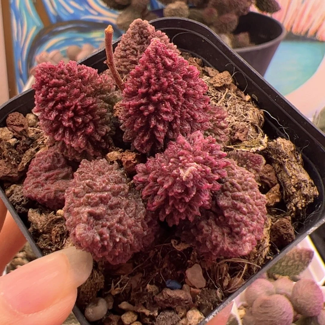 暖*       朱紫玉。