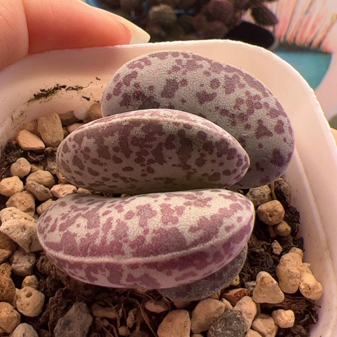 花蛋。