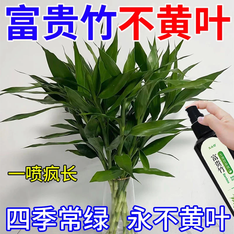 【一喷绿】富贵竹专用营养液叶子发黄促生根液烂根通用型生长适用