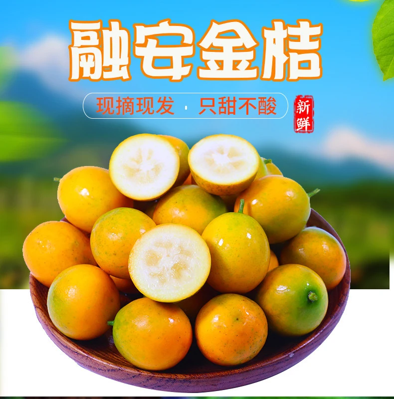 正宗滑皮金桔广西融安特产新鲜水果应季水果纯甜无酸不麻嘴金桔