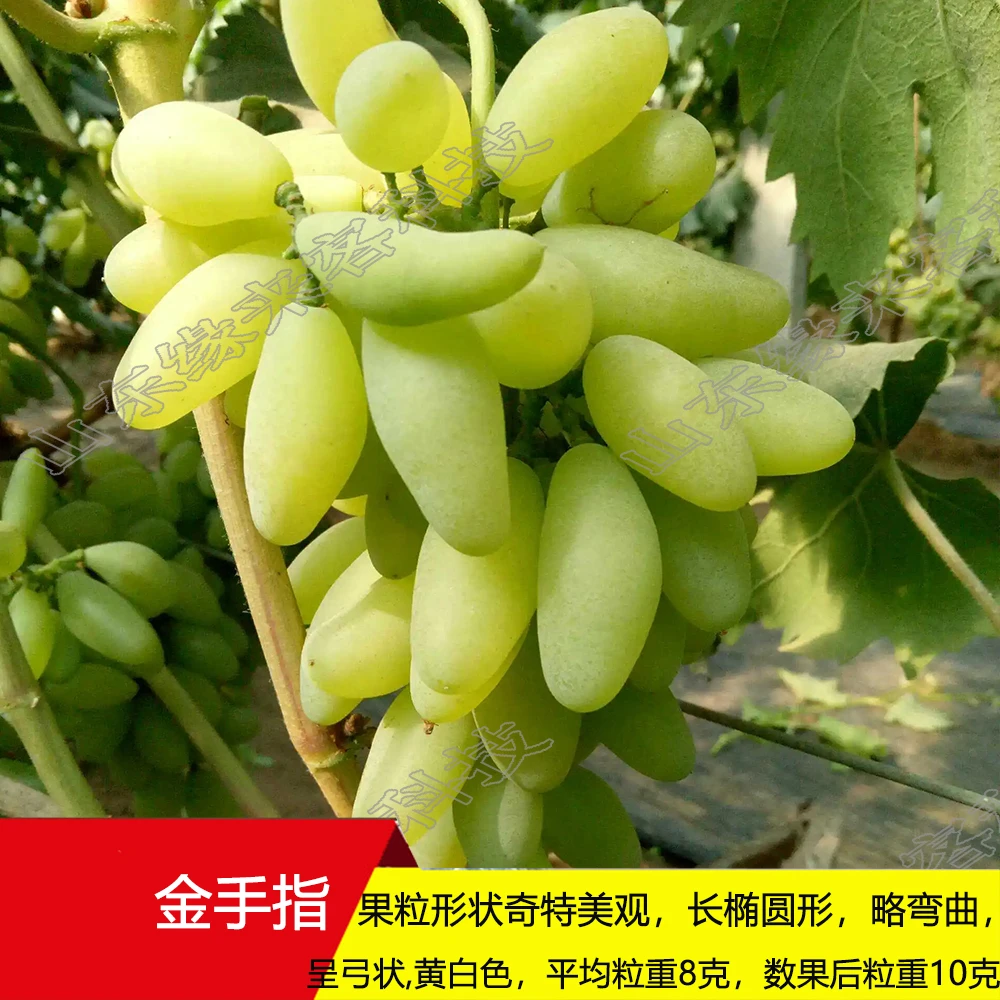【金手指】葡萄苗营养杯带原土 抗病好 甜度高 包品种 葡萄树苗木