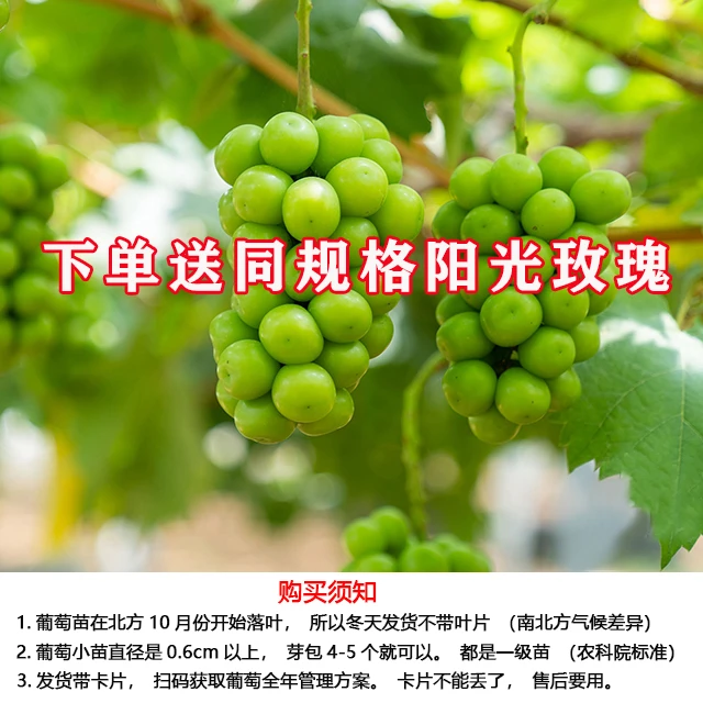 葡萄苗阳光玫瑰 蓝宝石巨峰 妮娜皇后 裸根栽种葡萄树